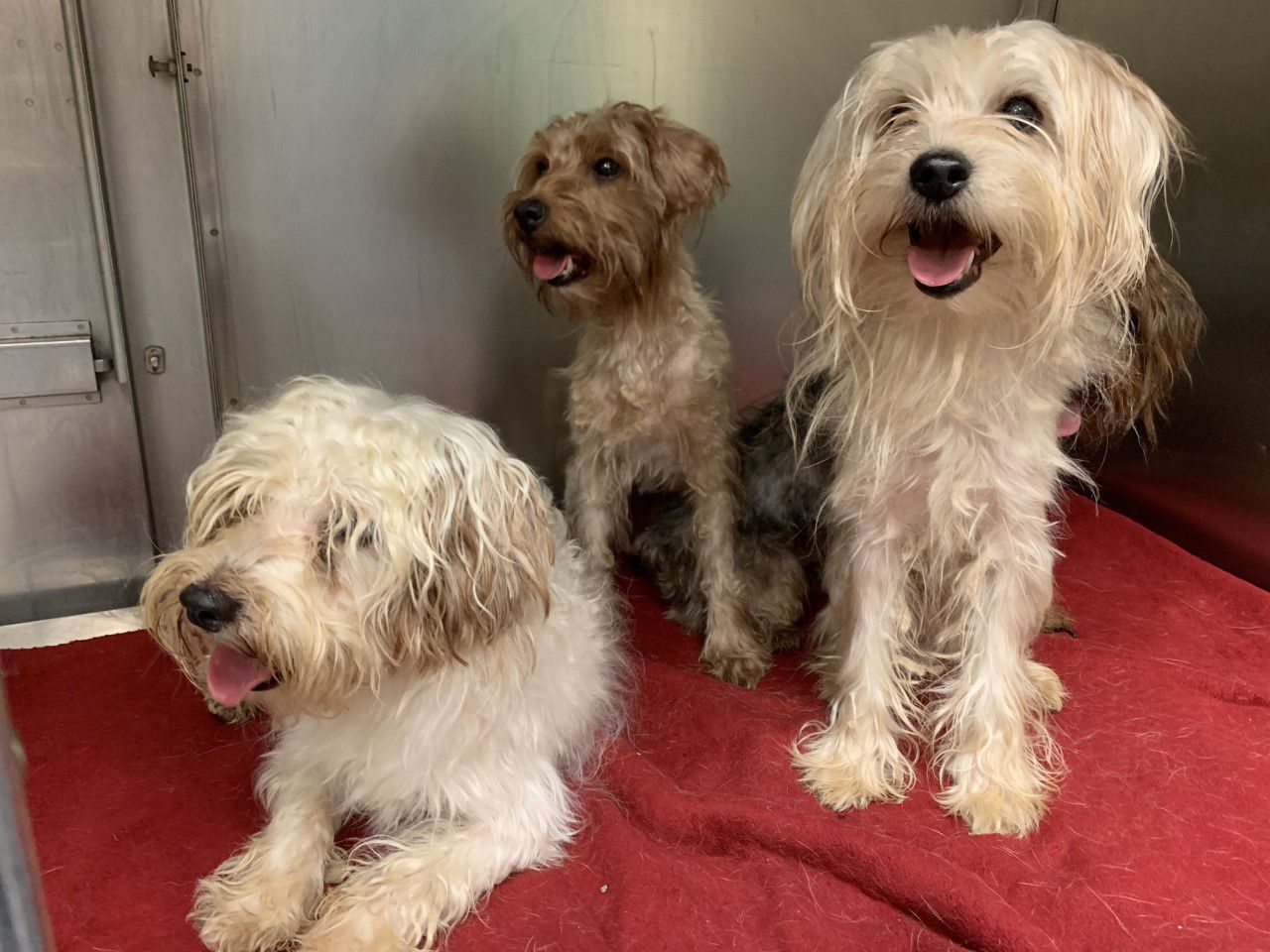 Yorkie-poodle mixes for adoption